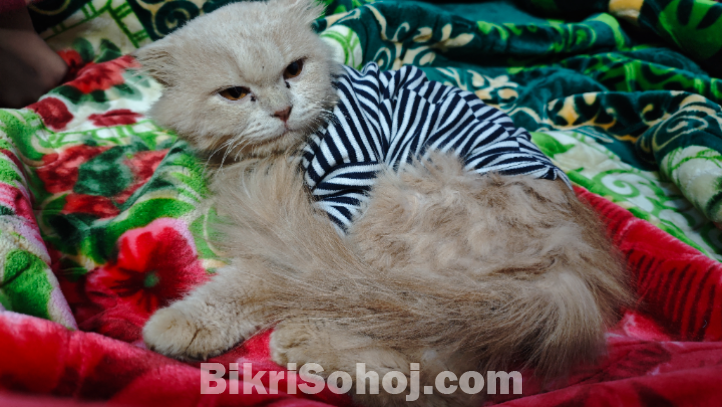 Persian Cat Male 8 Months